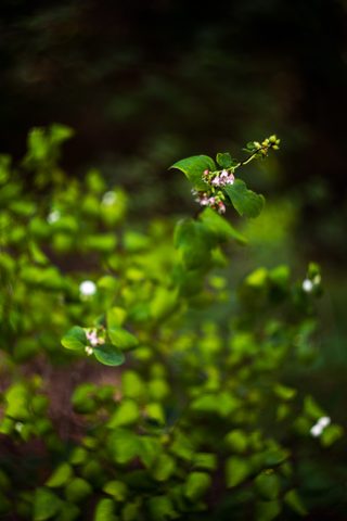 Flowers Phone Wallpaper