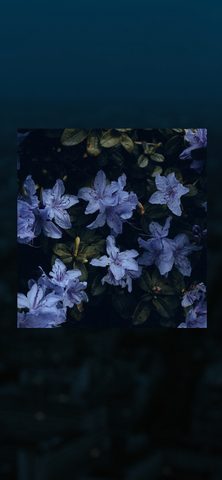 Flowers Phone Wallpaper