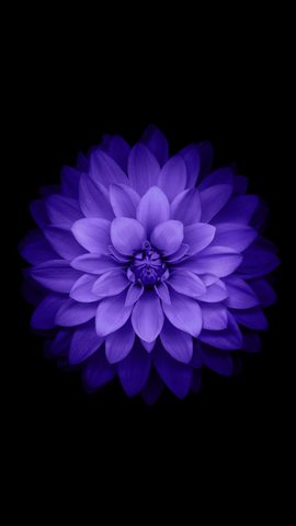 Flowers Phone Wallpaper