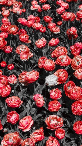 Flowers Phone Wallpaper