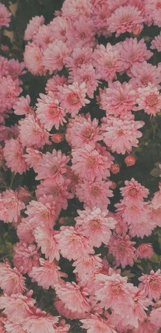 Flowers Phone Wallpaper
