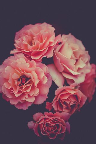 Flowers Phone Wallpaper