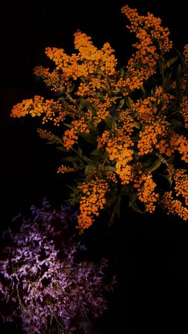 Flowers Phone Wallpaper