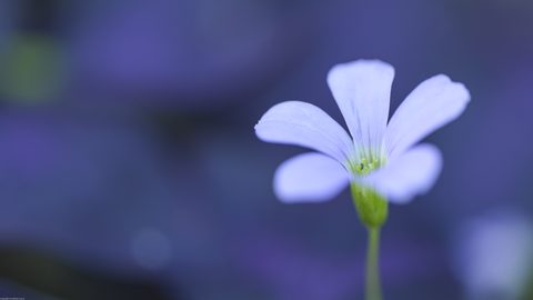 Minimal Minimalist Clean Simple