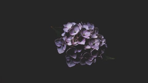 Minimal Minimalist Clean Simple