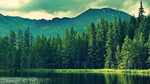 Nature Landscape Forest Mountain