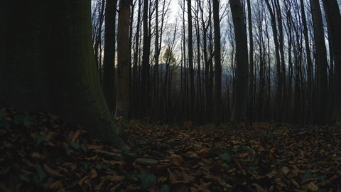Nature Landscape Forest Mountain