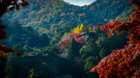 Nature Landscape Forest Mountain