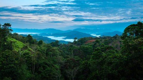 Nature Landscape Forest Mountain