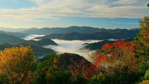 Nature Landscape Forest Mountain