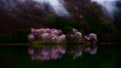 Nature Landscape Forest Mountain