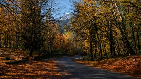 Nature Landscape Forest Mountain