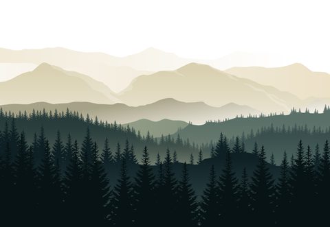 Nature Landscape Forest Mountain