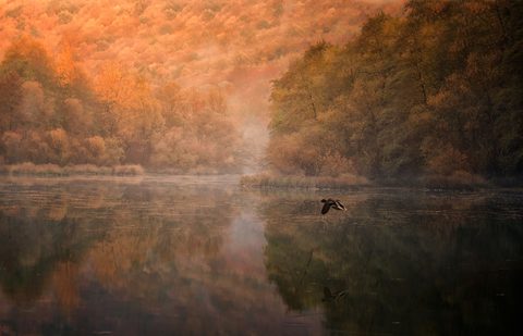 Nature Landscape Forest Mountain