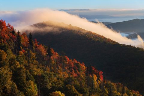 Nature Landscape Forest Mountain
