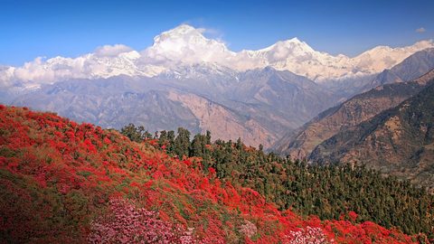 Nature Landscape Forest Mountain