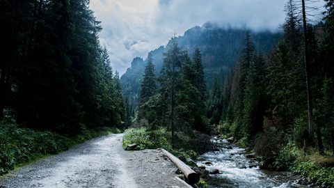 Nature Landscape Forest Mountain
