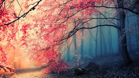 Nature