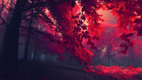 Nature
