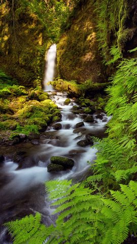 Nature Phone Wallpaper