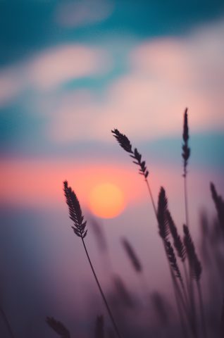 Nature Phone Wallpaper
