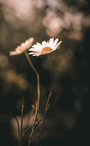 Nature Phone Wallpaper