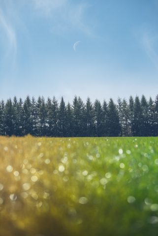 Nature Phone Wallpaper