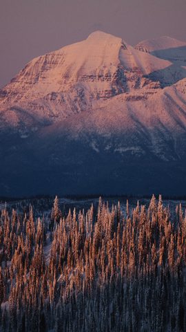 Nature Landscape Forest