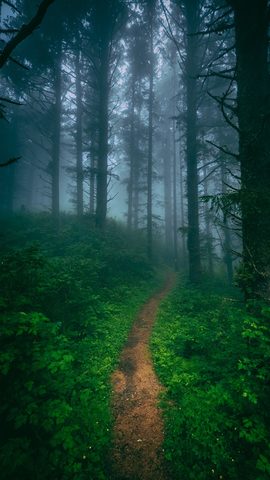 Nature Landscape Forest