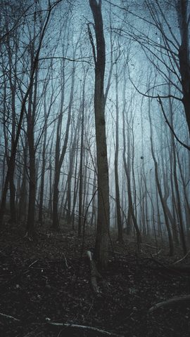 Nature Landscape Forest