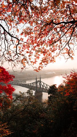 Nature Landscape Forest