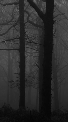 Nature Landscape Forest