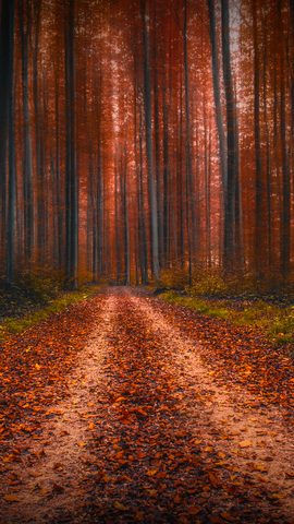Nature Landscape Forest