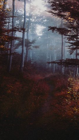 Nature Landscape Forest