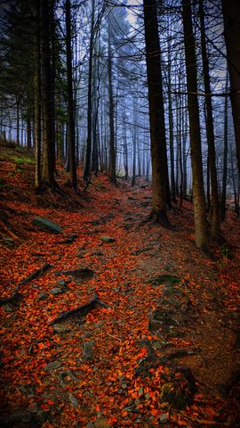 Nature Landscape Forest