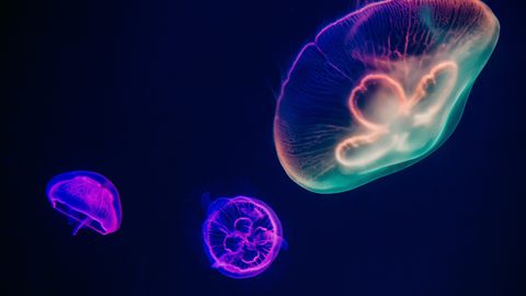 Neon Desktop Wallpaper