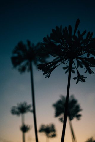 Sky Phone Wallpaper