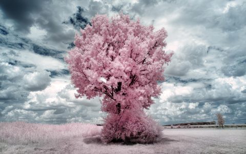 Surreal Surrealism