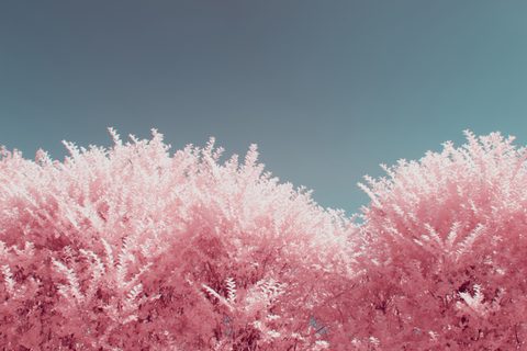 Surreal Surrealism